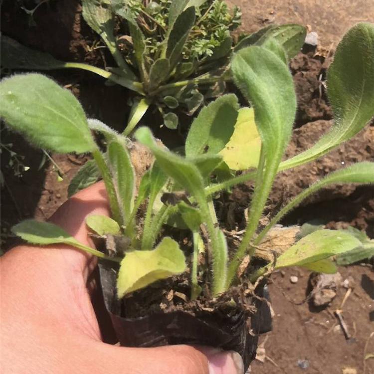 黑心菊小皮碗批发商 价格从优 山东草花基地