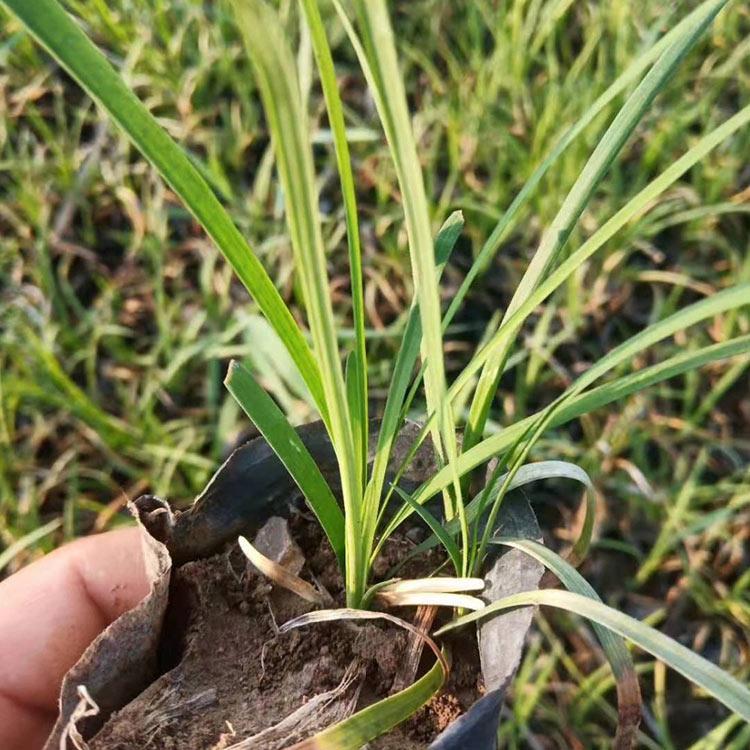麦冬种植基地 绿化工程用苗 麦冬苗