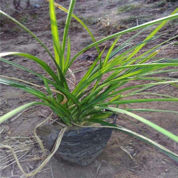 常年供应崂峪苔草报价观赏草种植