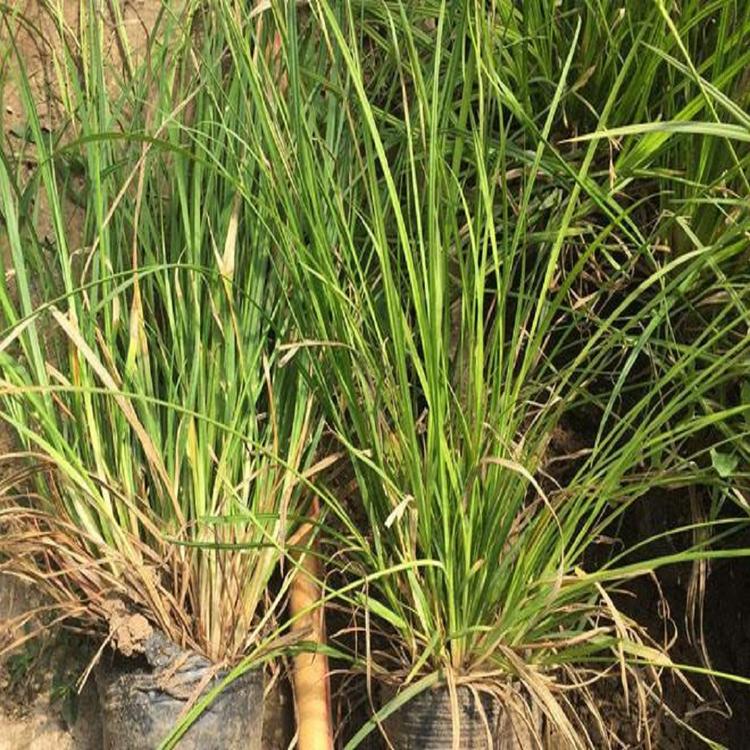 基地直销崂峪苔草供货商观赏草供应商