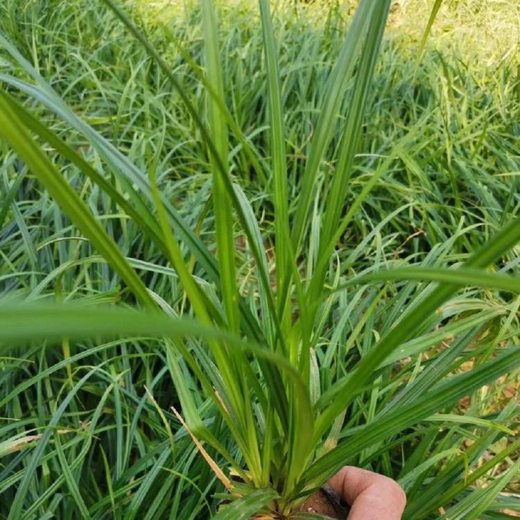 质优价廉崂峪苔草报价观赏草供货商
