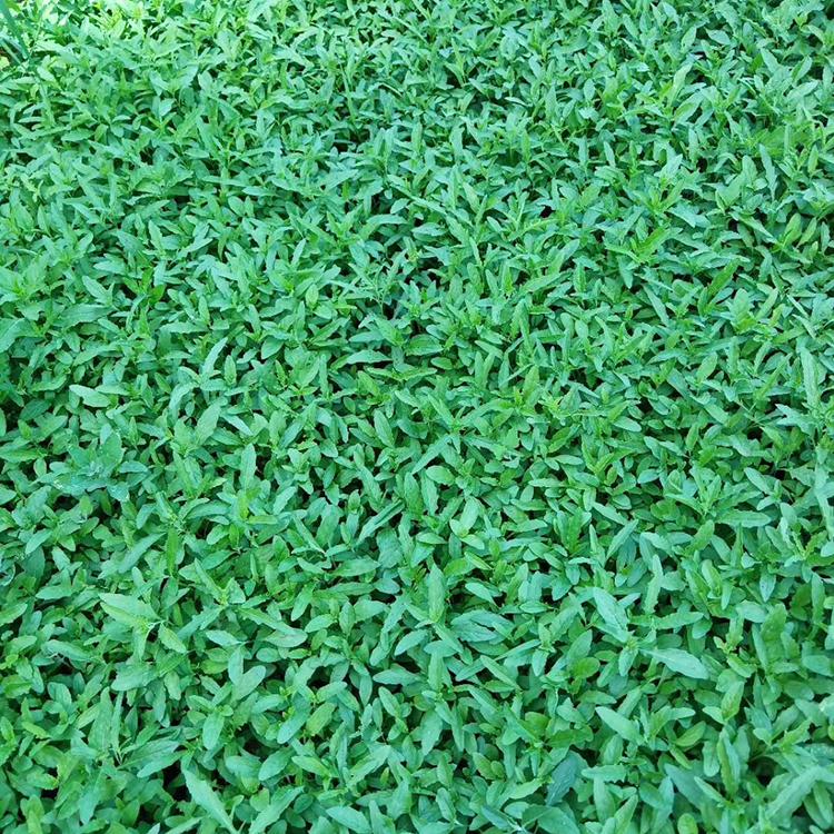 大量现货供应石竹 石竹苗 石竹量大优惠