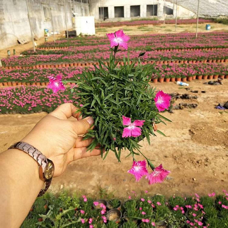 欧石竹培育 庭院花卉 欧石竹