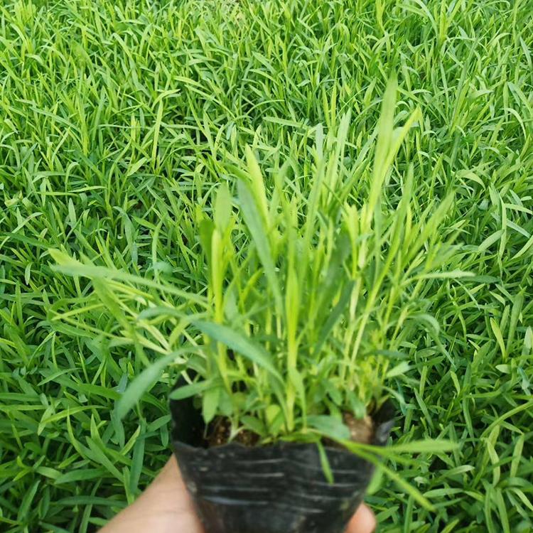 大量现货供应石竹 石竹小苗 石竹价格优惠