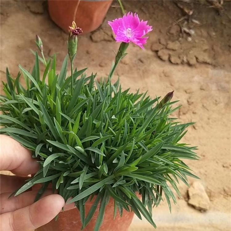 欧石竹种植基地 产地供应 欧石竹