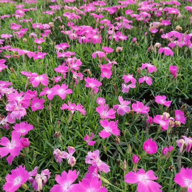 采购基地 欧石竹批发 欧石竹小苗