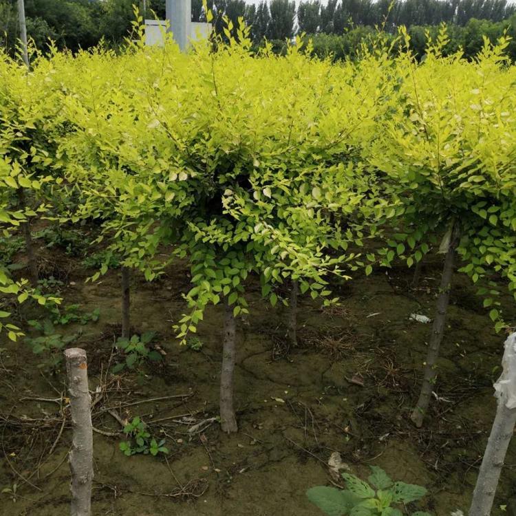 金叶榆 价格从优 金叶榆批发