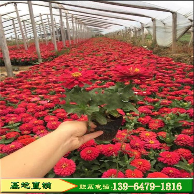 山东红色百日草批发基地 百日菊花卉批发价格美丽山东彩诺
