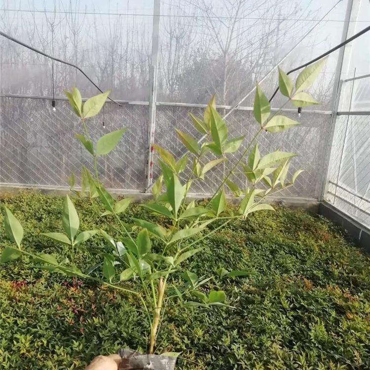 好苗预定中 南天竹 青州南天竹报价