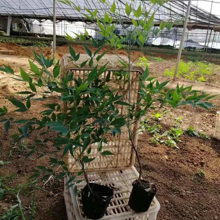 基地直销 南天竹 山东南天竹价格