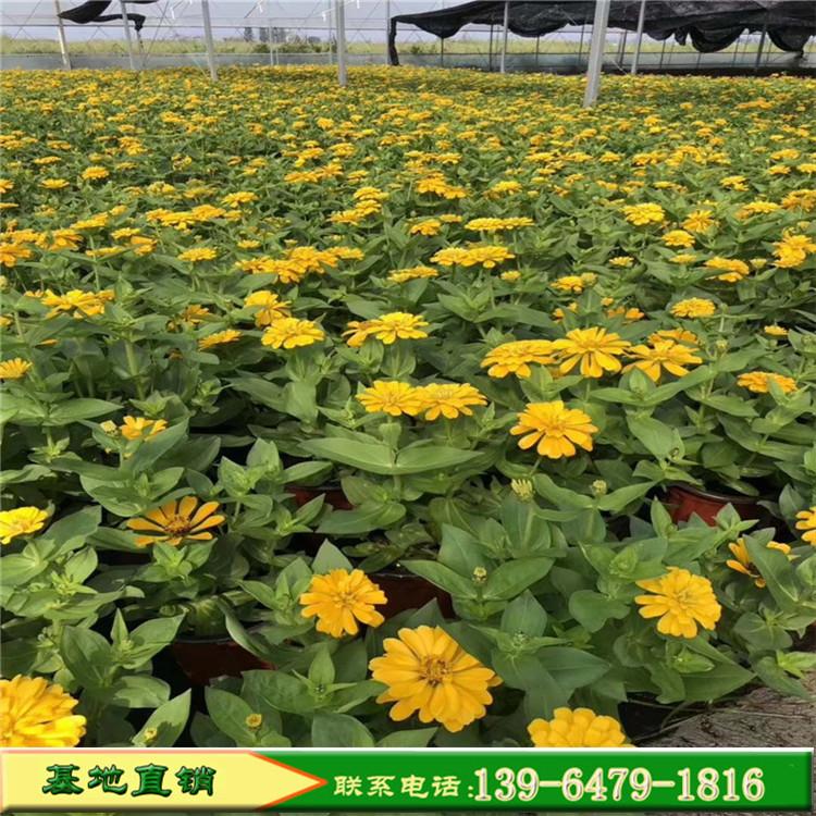 景观绿化苗木花卉 四季百日草观赏花卉 黄色花卉百日草