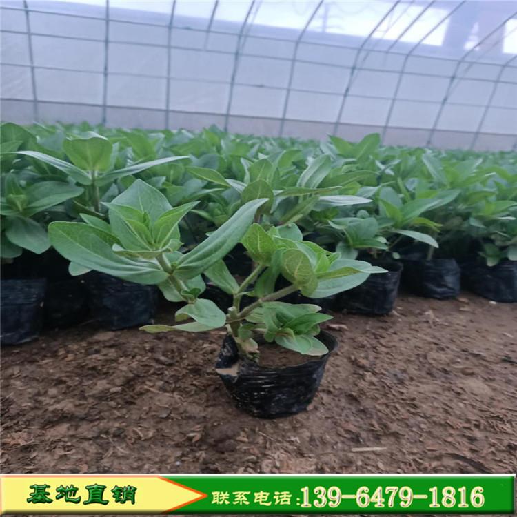 青州苗圃直销多色百日草小区绿化用花 山东彩诺百日草育苗中心提供种植技术