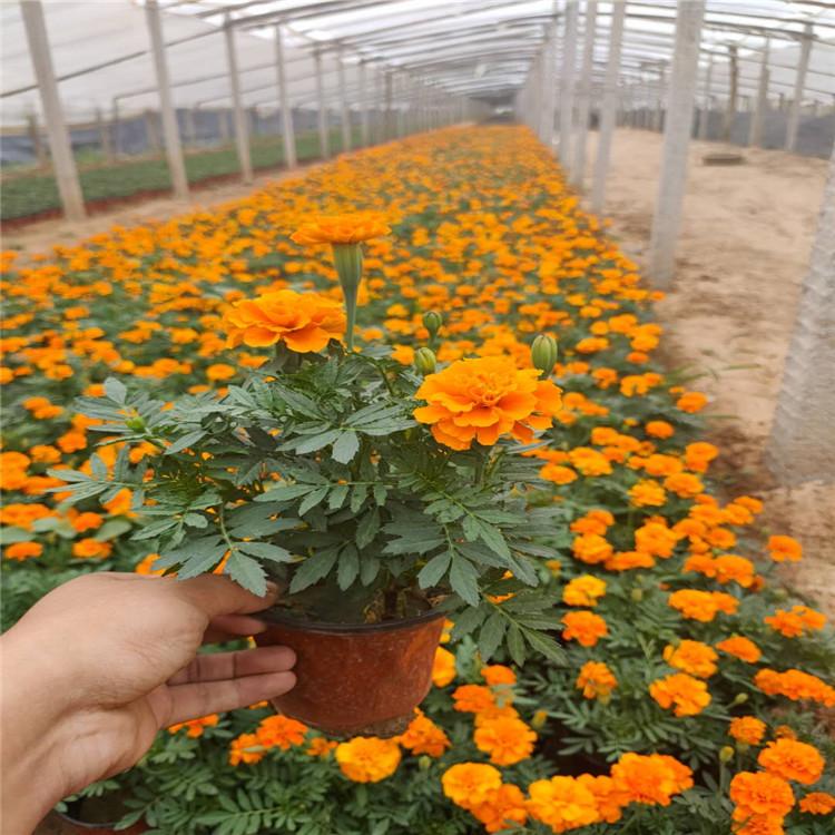 双色盆孔雀草 孔雀草花海用苗批发  卓彩供应