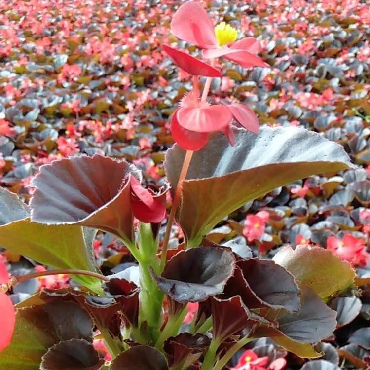 四季海棠盆栽 宿根花卉批发 四季海棠批发