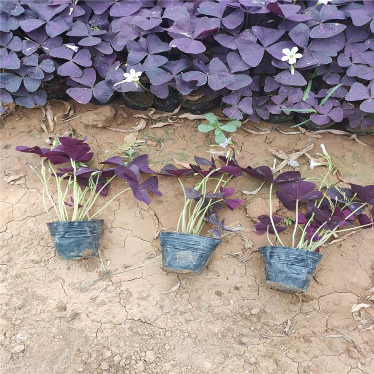 红叶醡浆草  红叶醡浆草价格 大量批发  价格合理