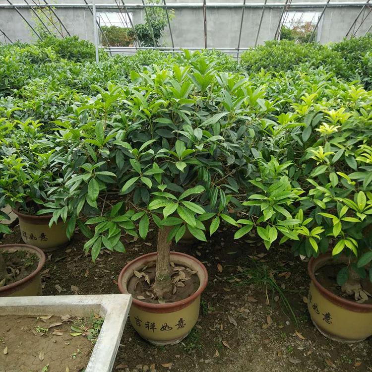 桂花盆栽价格优惠 绿化苗木基地出售 桂花批发零售