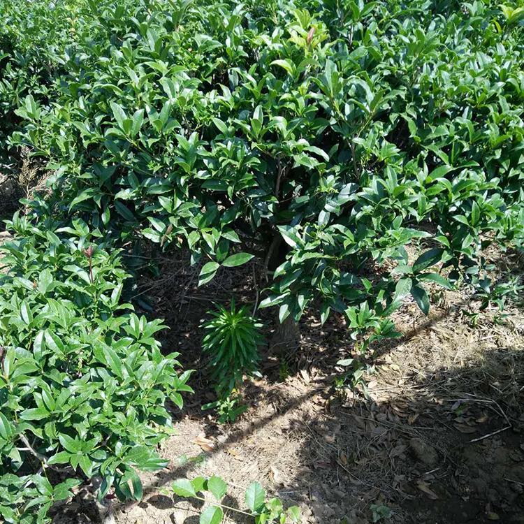 桂花种植基地 绿化苗木基地出售桂花树 基地直发