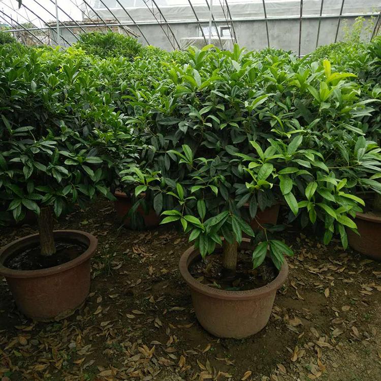 桂花价格 基地种植供应桂花盆栽 价格优惠