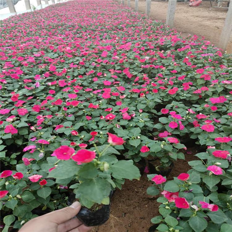 非洲凤仙 山东草花基地  非洲凤仙价格