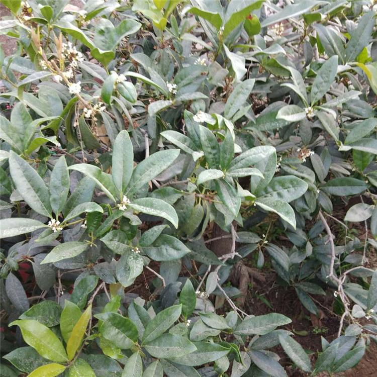 桂花树苗宇宙花卉种植 宇宙花卉批售 桂花价格