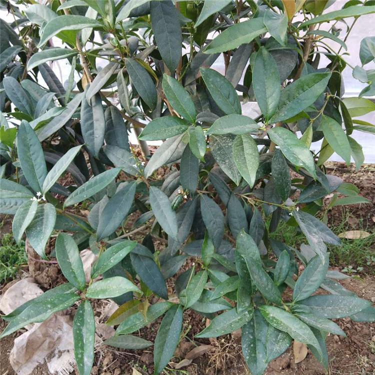 桂花批发价格 基地种植供应桂花树苗 价格优惠