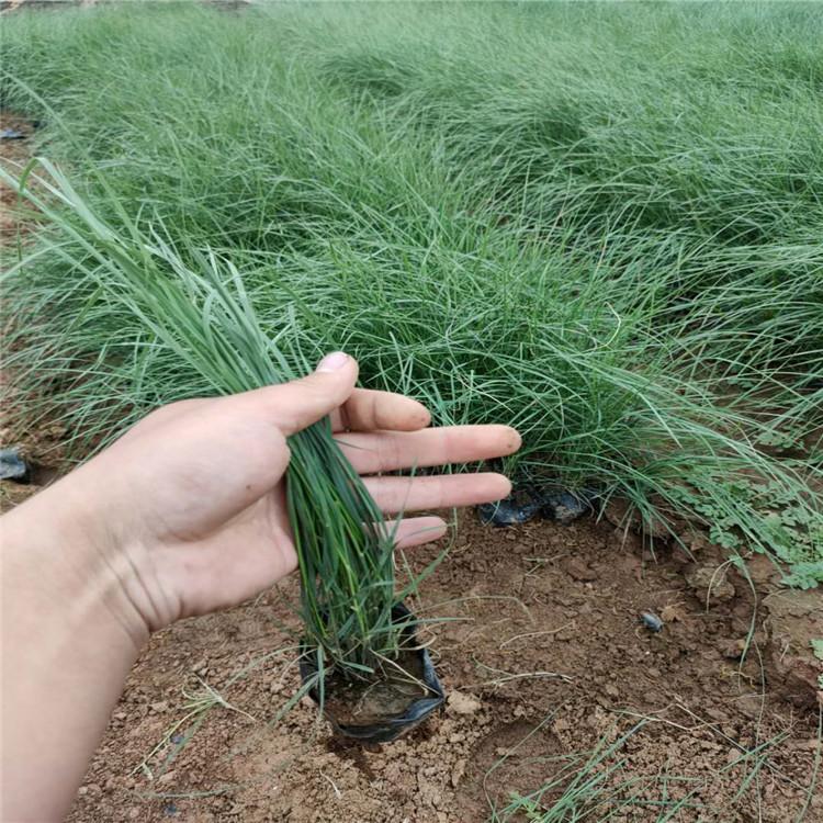 粉黛乱子草花海 粉黛乱子草批发  粉黛乱子草基地