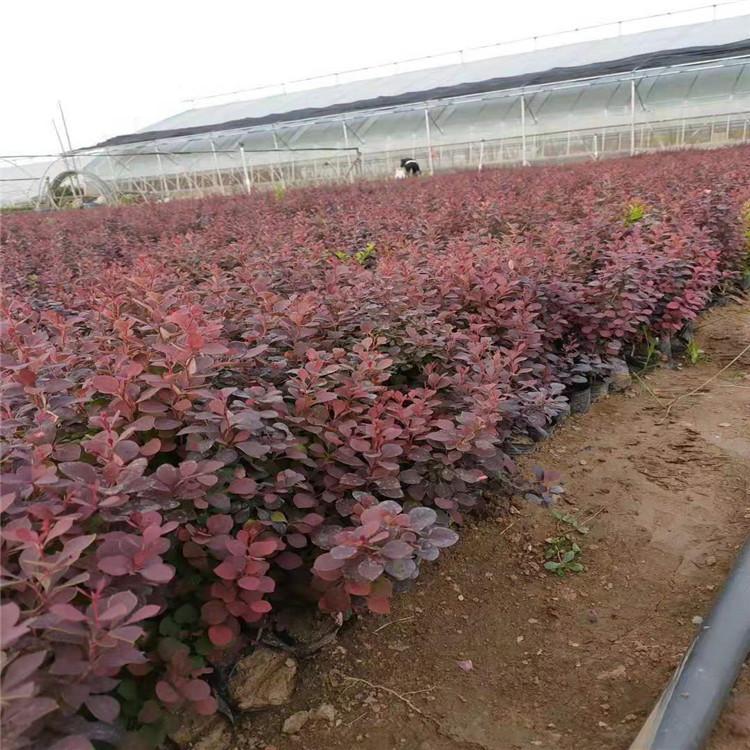 红叶小檗苗 山东红叶小檗直销 苗圃批发