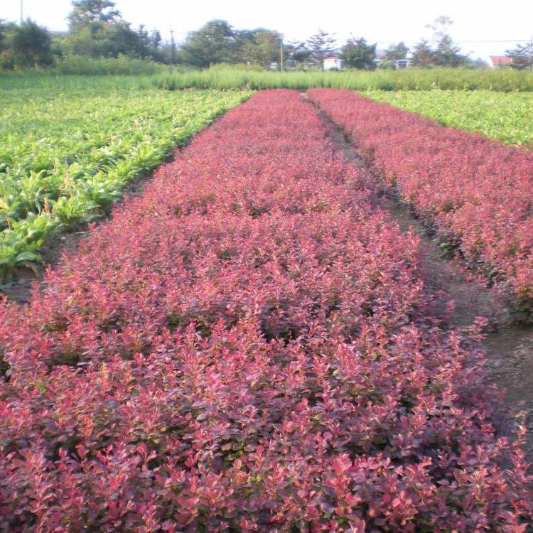 红叶小檗 基地直售 红叶小檗供应商
