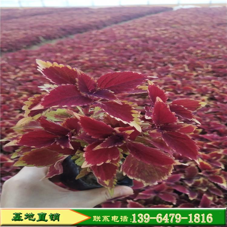火焰彩叶草 青州花卉彩叶草批发商 基地直销金边彩叶草营养钵苗