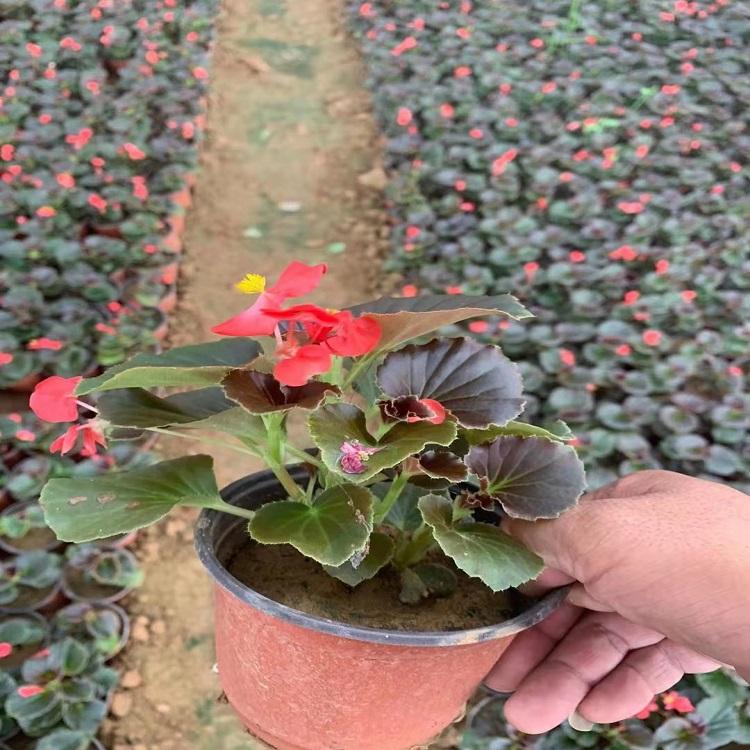 山东四季海棠 大量种植培育 四季海棠批发 树庆花卉
