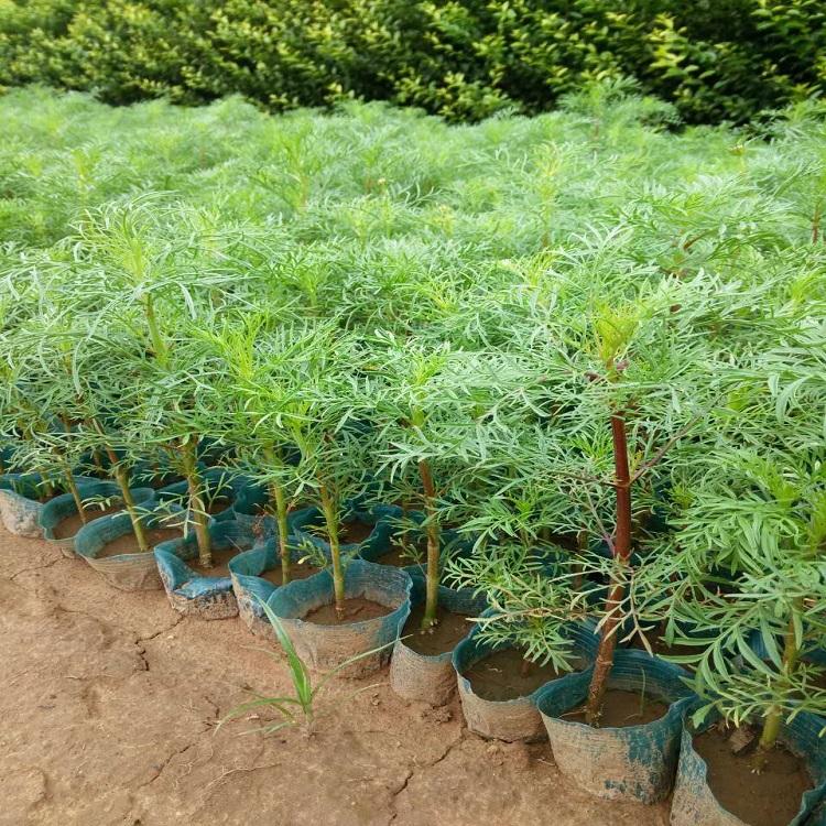 量大从优 波斯菊报价 青州波斯菊