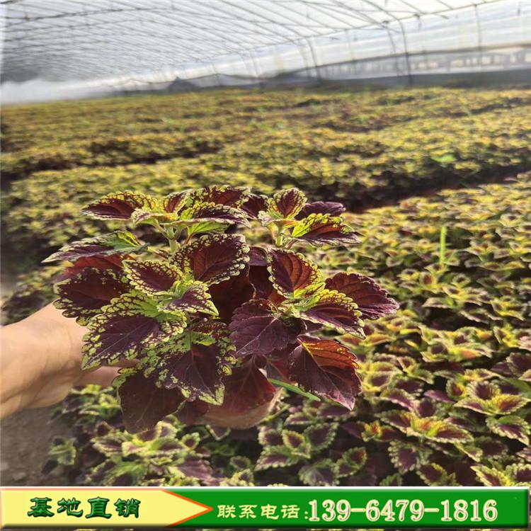 双色盆金边彩叶草火焰红彩叶草  彩叶草苗绿化工程色块专用彩叶植物