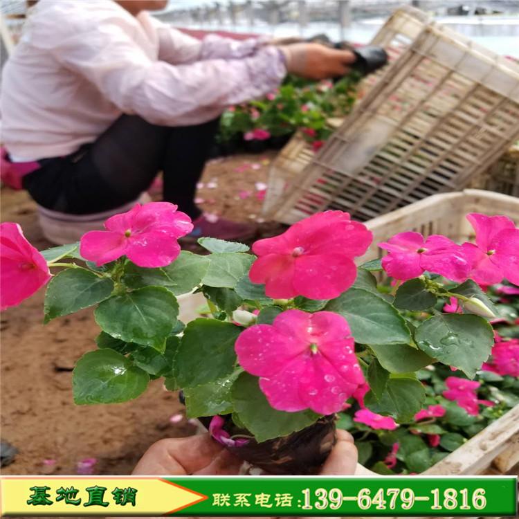 山东彩诺厂家直销凤仙花 凤仙花营养钵苗供应商 青州草花