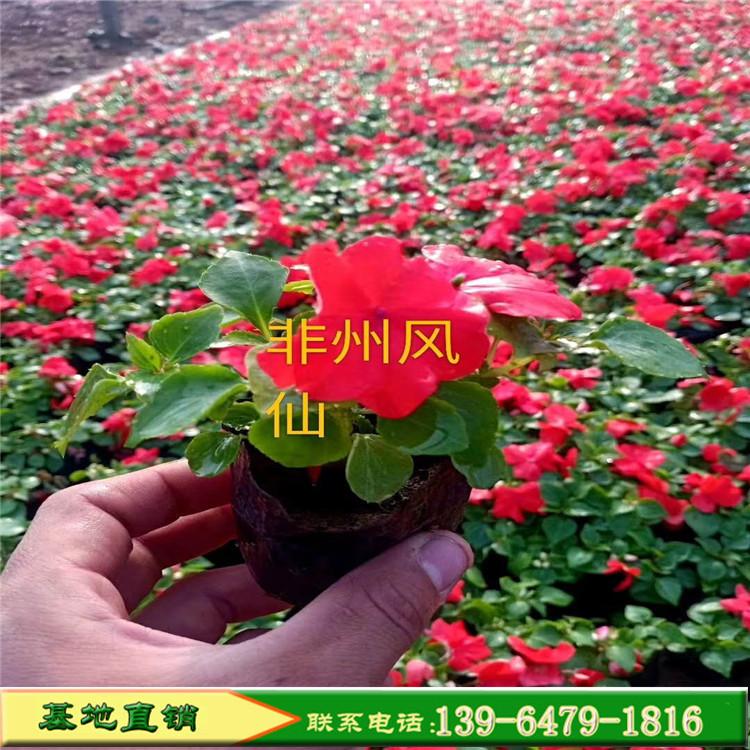园林观赏红色凤仙花 青州凤仙花花卉基地 大量批发非洲凤仙花