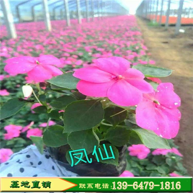 玫红色非洲凤仙花 山东青州大量批发时令草花 山东彩诺基地直销