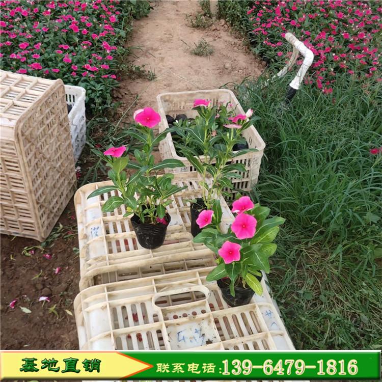 长春花天天开营养钵花苗 耐湿易活草花天天开新品上市