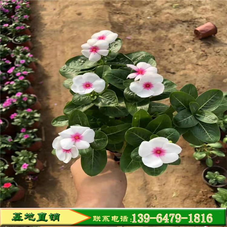 粉白色天天开小苗批发 山东青州花苗种苗营养杯苗 山东彩诺