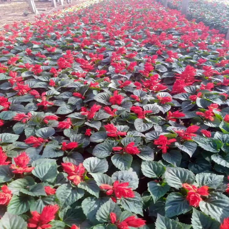 一串红青州货源天一花卉常年供应一串红营养杯苗