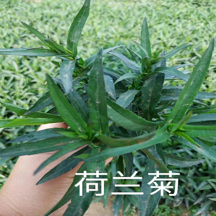 荷兰菊绿化苗木青州天一花卉种植基地