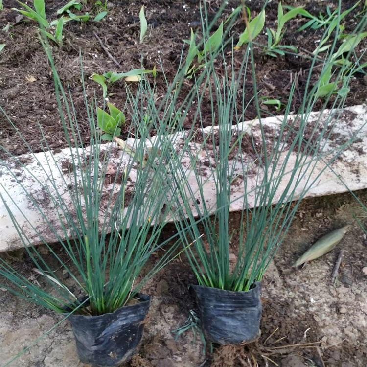 灯心草 灯心草报价 湿地绿化灯心草