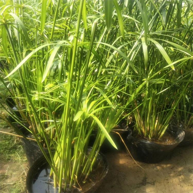 旱伞草 旱伞草基地 青州旱伞草价格 江瑞园艺旱伞草批发