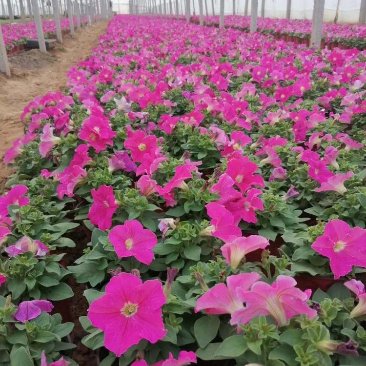 矮牵牛种植 多色牵牛花批发  -启景 基地直销牵牛 矮牵牛价格
