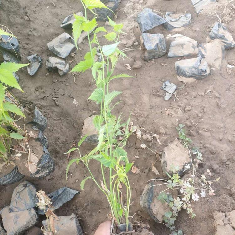 上盆棣棠种植基地上盆棣棠棣棠价格棣棠批发
