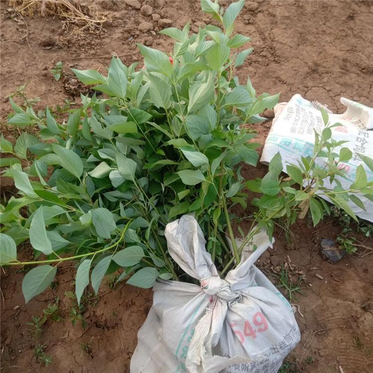 上盆红瑞木供应基地_海润花卉 红瑞木批发商 庭院观赏红瑞木