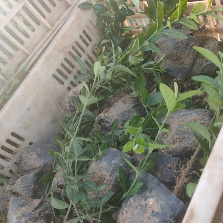小叶扶芳藤大量供应爬行卫矛卫矛扶芳藤价格