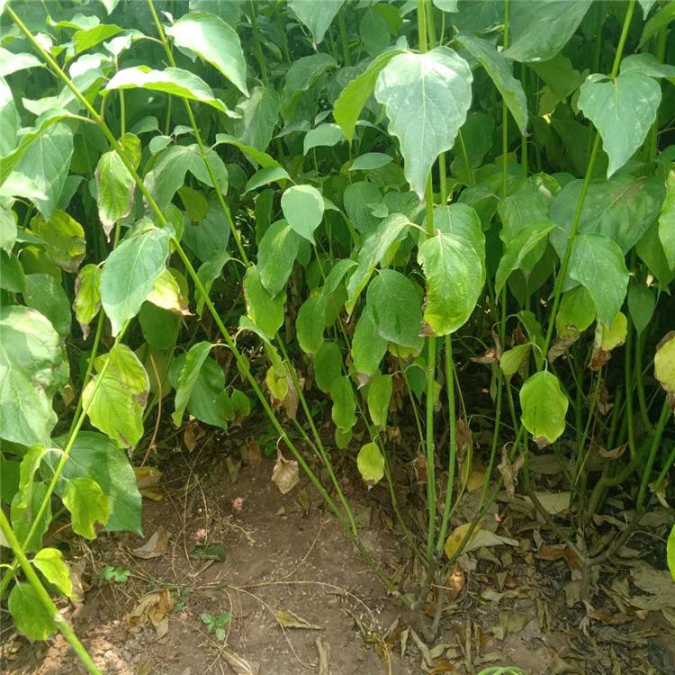 地栽多分枝红瑞木 苗圃种植批发红瑞木 红瑞木价格