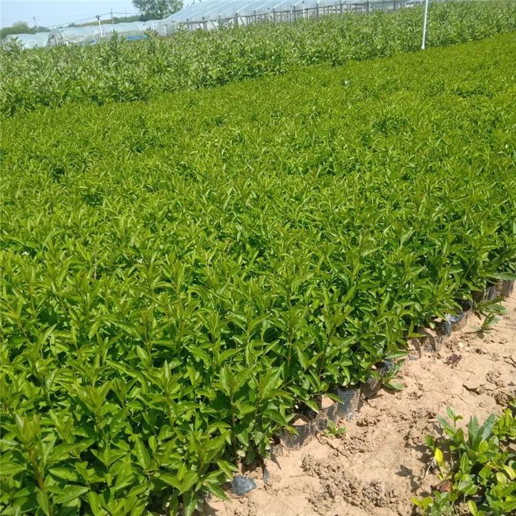 连翘_落叶灌木 连翘小苗批售 青州种植户大量现货出售