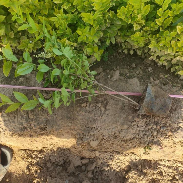 金叶女贞基地金叶女贞批发金叶女贞价格