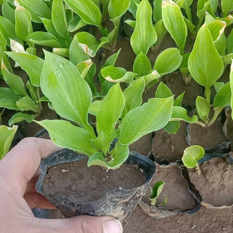 紫花玉簪报价 山东紫花玉簪种植基地_青州海润 紫花玉簪批售