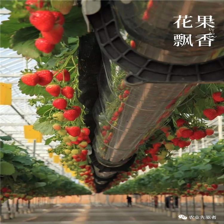 方立农业建造空中草莓种植系统  无土栽培项目  质量好
